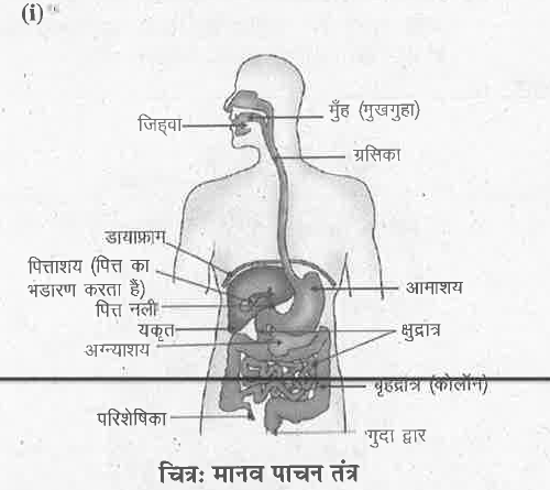 मानव के पाचन तंत्र का नामांकित चित्र बनाएँ।
